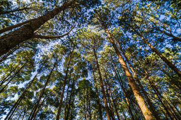 Pine tree branch nature background up risen view