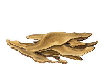 Fototapeta premium Ganoderma Lucidum