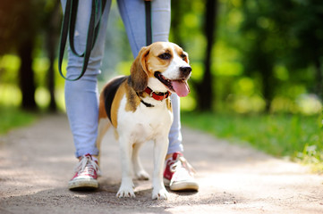 Obedient pet with his owner
