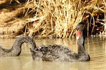 Black swan bird