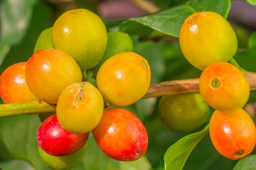 cerises de café sur caféier 