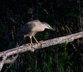 Juvenile Black-crowned Night Heron Caught a Dragonfly
