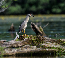 Black-crowned Night Heron