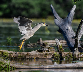 Black-crowned Night Heron Taking Off