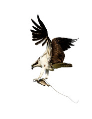 Osprey in Flight with Fish on White Background, Isolated