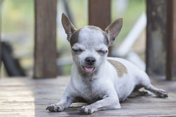 Chihuahua dog
