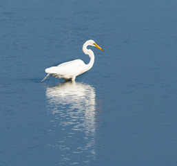 Fototapeta na wymiar Great Egret with Reflection