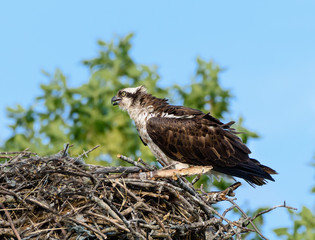 Osprey sitting in the nest