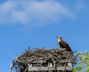 Female Osprey Sitting on the Nest