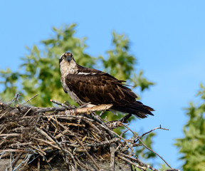 Female Osprey Sitting on the Nest