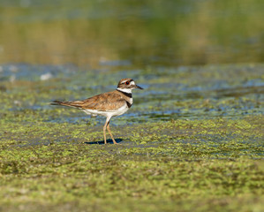 Killdeer