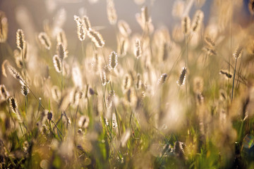 Blades of grass with the sunset light