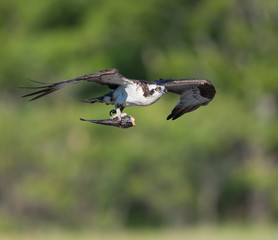 Osprey with Fish in Flight on Green Background