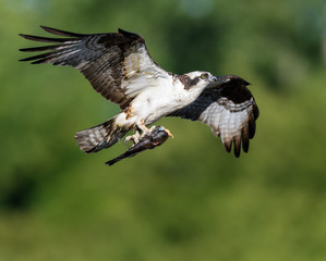 Osprey with Fish in Flight on Green Background