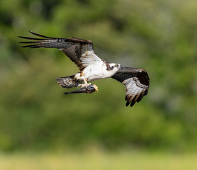 Osprey in Flight with Fish