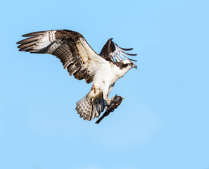 Osprey with Fish in Flight on Blue Sky