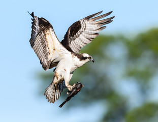Osprey in Flight with Fish