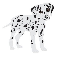 Dalmatians, cute puppy, sad. Vector Illustration Portrait of Dalmatian Puppy. Dog isolated.