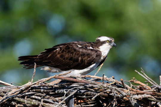 Osprey sitting in the nest