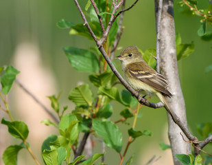 Least Flycatcher