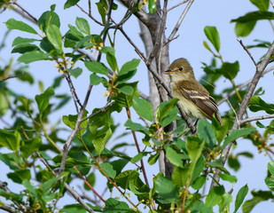 Least Flycatcher