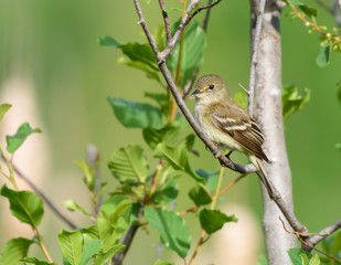 Least Flycatcher