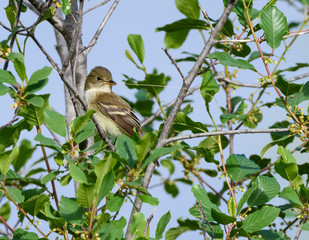 Least Flycatcher