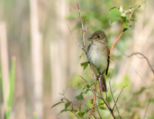 Least Flycatcher