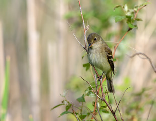 Least Flycatcher