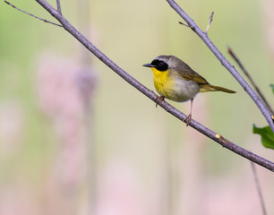 Common Yellowthroat 