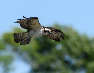 Osprey in Flight