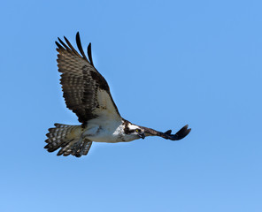Osprey in Flight on Blue Sky