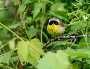 Common Yellowthroat 