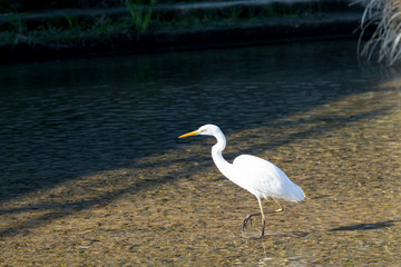 Great Egret