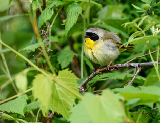 Common Yellowthroat 