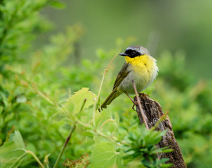 Common Yellowthroat 
