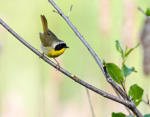 Common Yellowthroat 