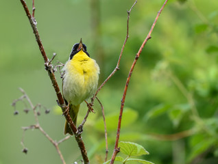 Common Yellowthroat Calling