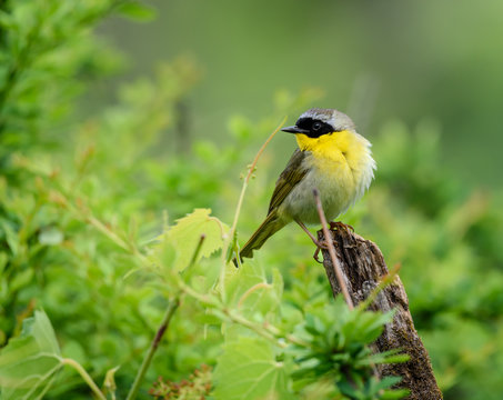 Gelbkehlchen Bilder Durchsuchen 624 Archivfotos, und