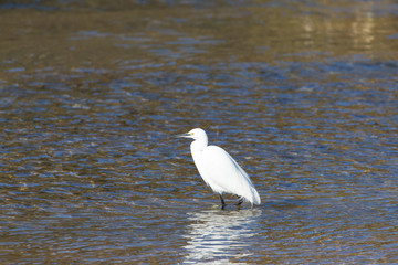 Great Egret