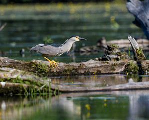 Black-crowned Night Heron