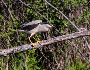 Black-crowned Night Heron