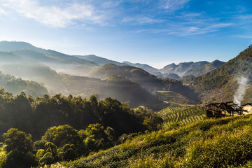 Tea field plantations with sun light in morning