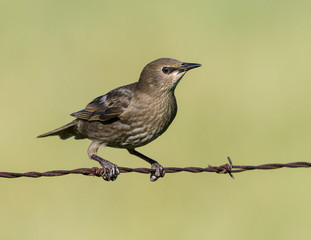 Fototapeta premium Female European Starling