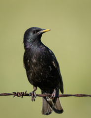 Male European Starling