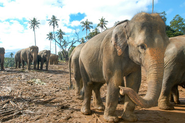 Fototapeta na wymiar Elephants from the Pinnewala Elephant Orphanage