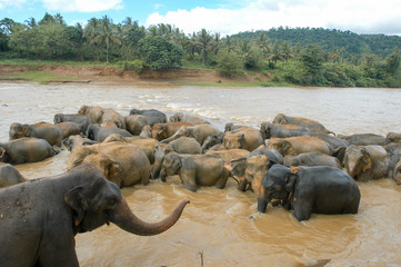 Elephants from the Pinnewala Elephant Orphanage enjoy their dail
