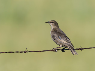 Female European Starling