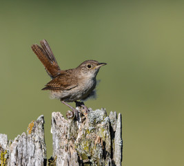 House Wren