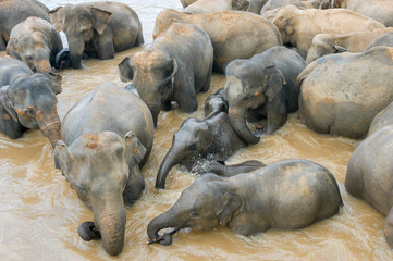 Elephants from the Pinnewala Elephant Orphanage enjoy their dail